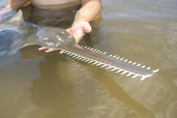Sawfish