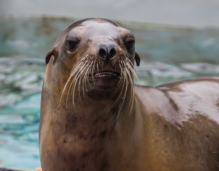 Sea Lion