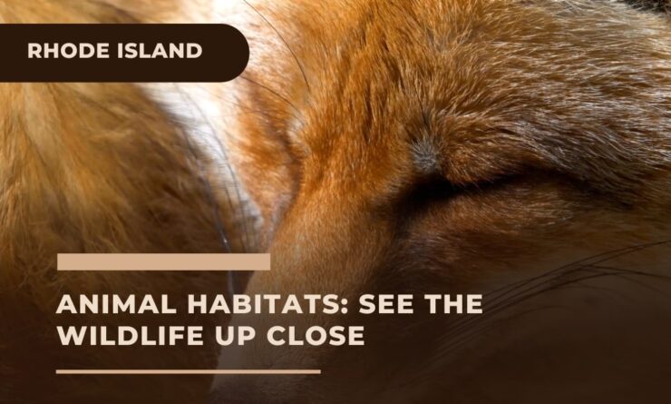 See the Wildlife Up Close in Rhode Island