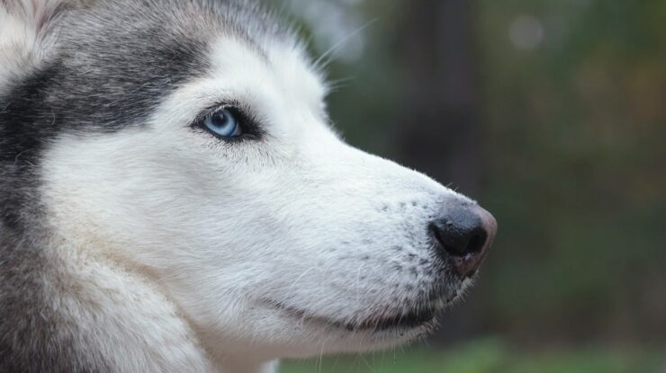 Siberian Husky