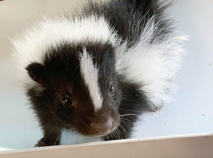 Skunks