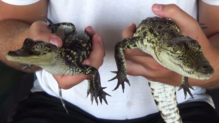 Small aligator and crocodile