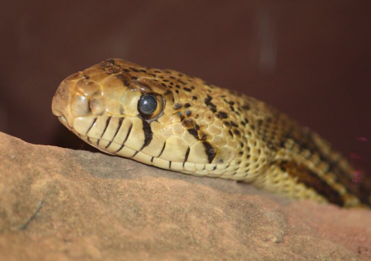 Sonoran Gopher Snake