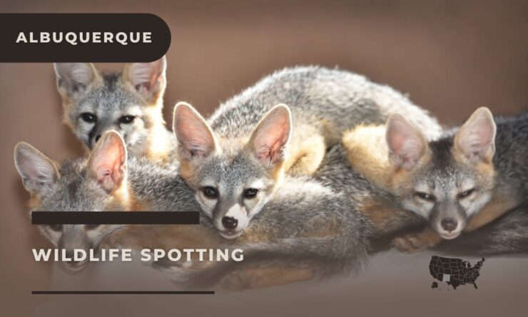 Spot Albuquerque Wild Animals