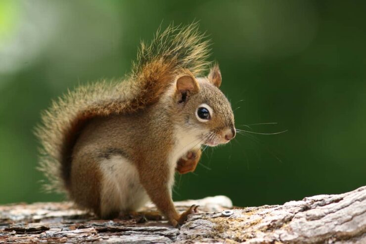 Squirrel