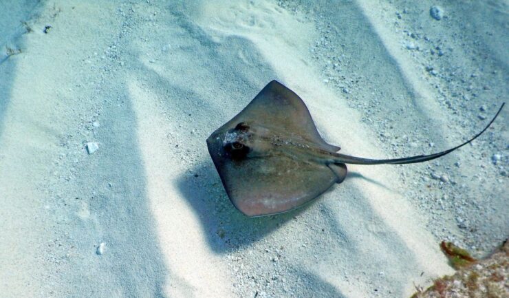 Stingray