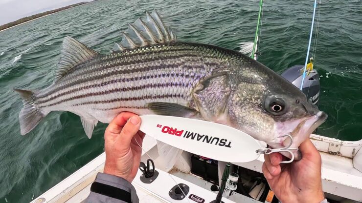 Striped Bass