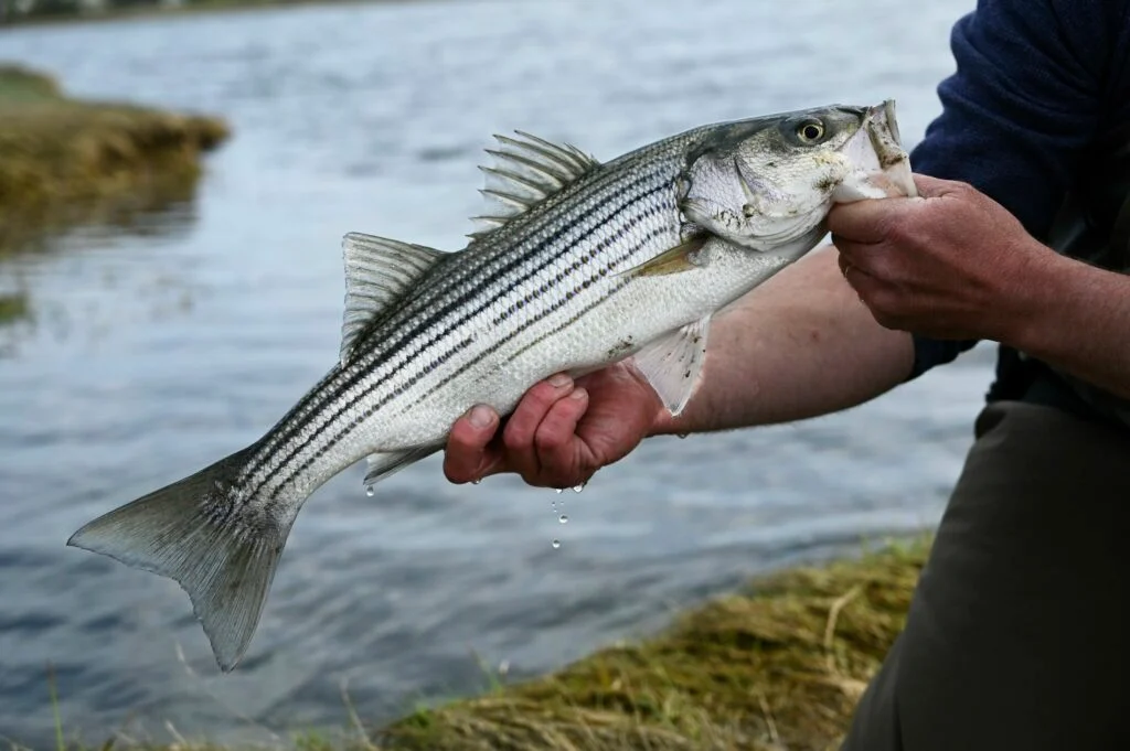 Striped Bass