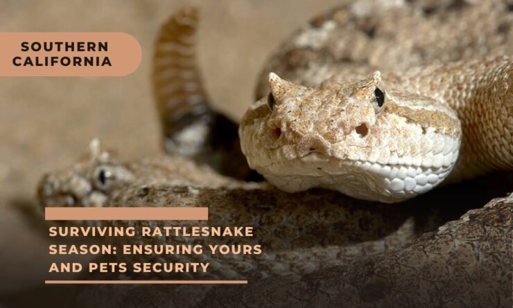 Surviving Rattlesnake Season Ensuring Yours and Pets Security