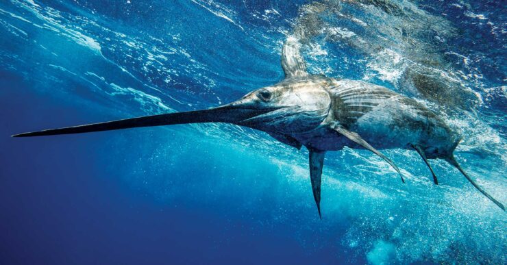 Swordfish