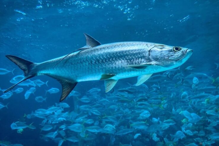 Tarpon