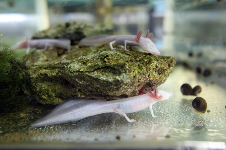 Texas Blind Salamander