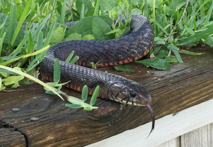 Texas Indigo Snake