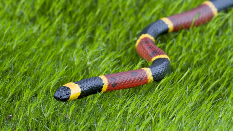 The Coral Snake