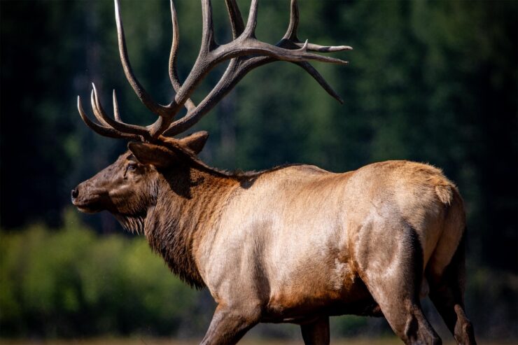 The Elk