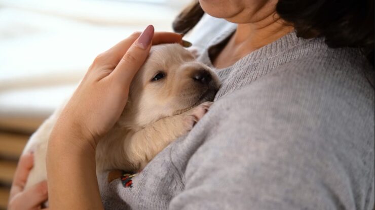 The Puzzle of Pup Tummy Troubles