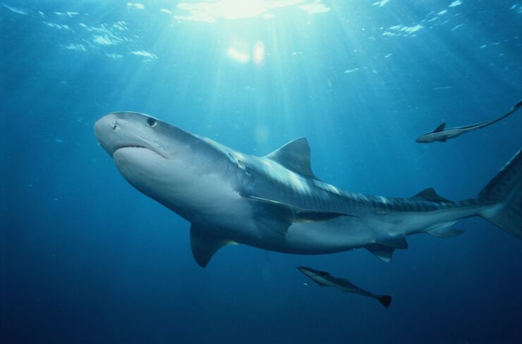Tiger Shark (Galeocerdo cuvier)
