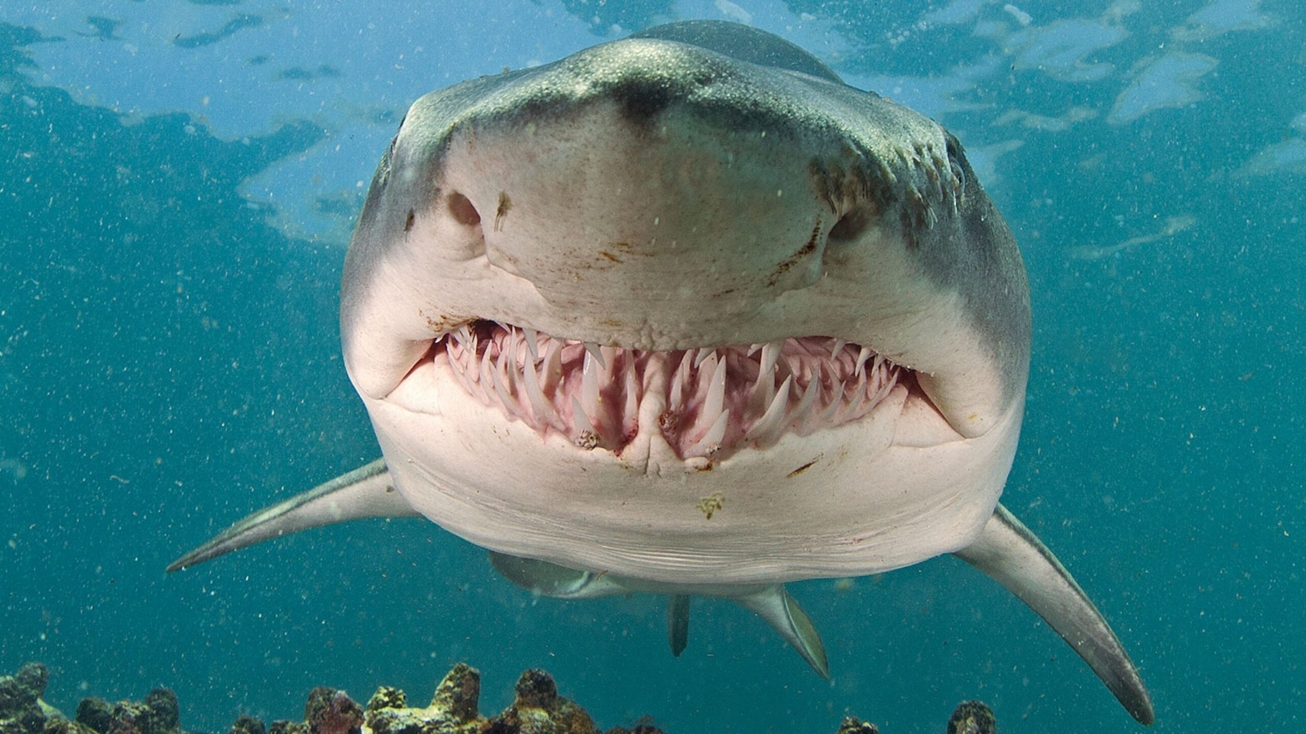 Tiger Shark