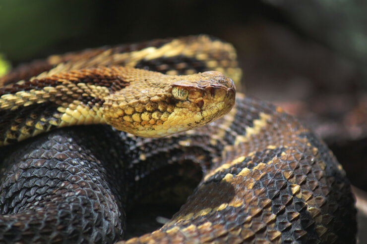 Timber Rattlesnake