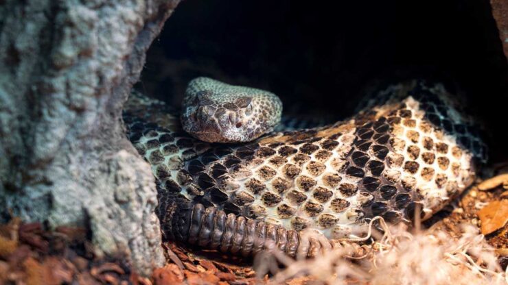 Timber Rattlesnake