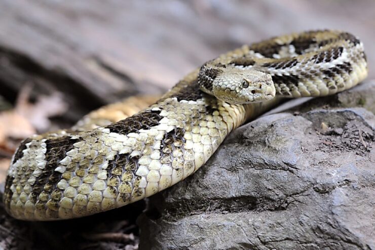 Timber rattlesnakes