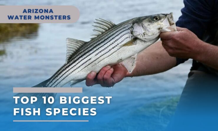 Top 10 Biggest Fish Species to Catch in the State