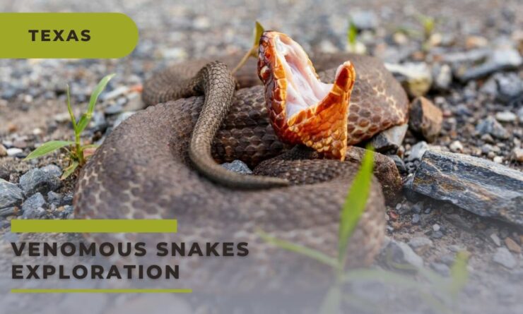 Venomous Snakes Exploration: A Comprehensive Guide to Stay Safe