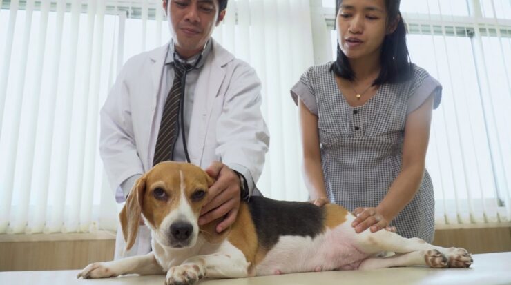 Veterinary Care and Services