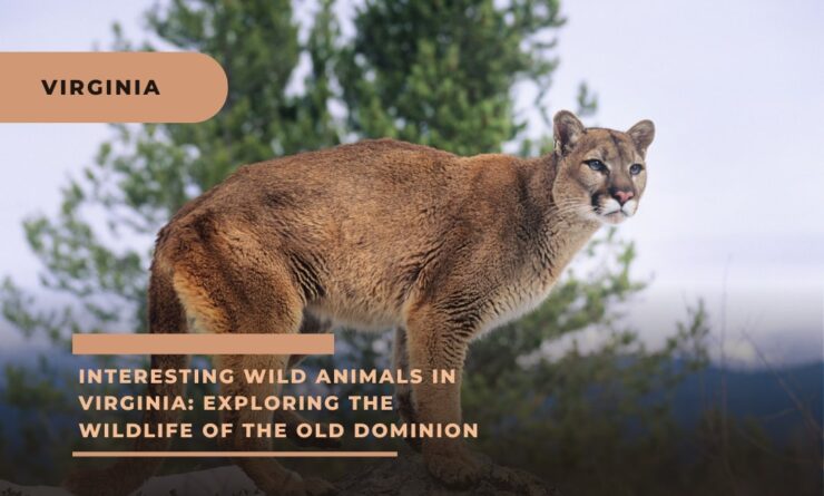 Virginia wild animals