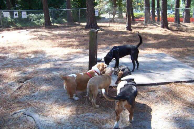 Waggin' Tails Dog Park