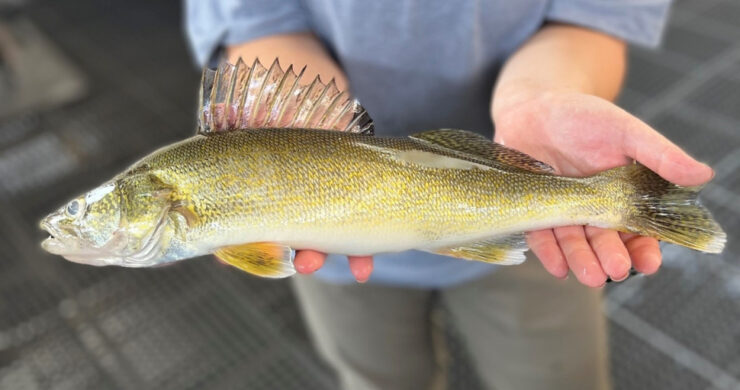 Walleye