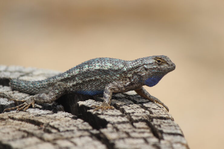 Western Fence Lizard
