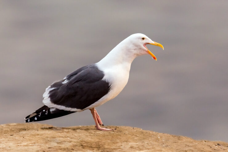 Western Gulls