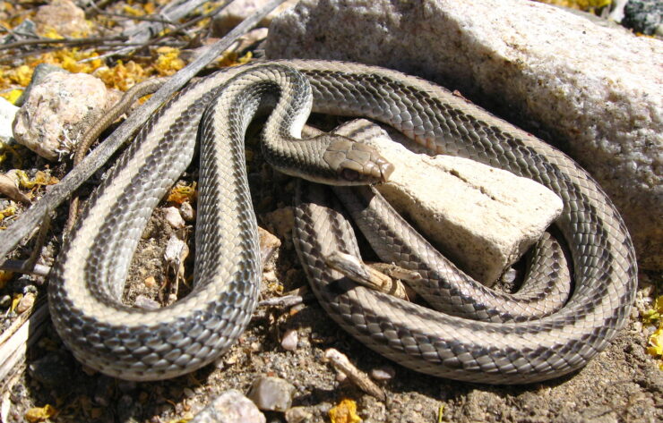 Western Patch-nosed Snake