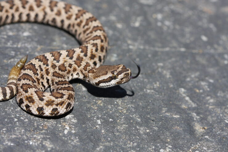 Western Rattlesnake