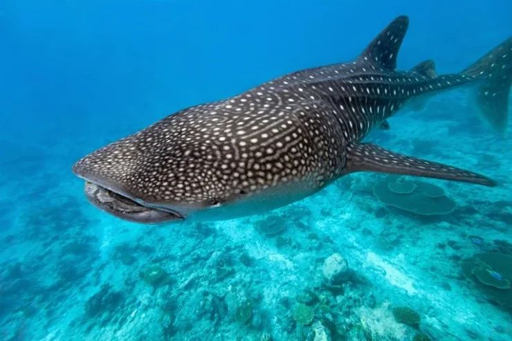 Whale Shark (Rhincodon typus)
