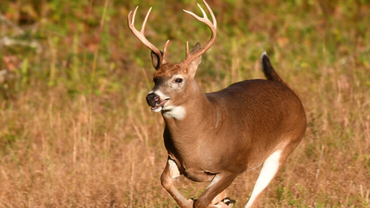 White Tailed Deer