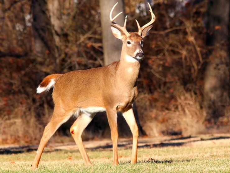 White-tailed Deer