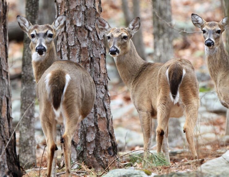 White-tailed Deer