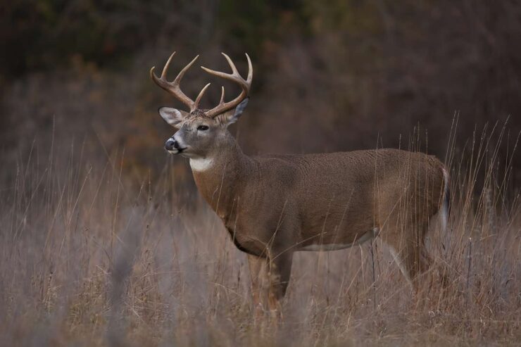 White-tailed Deer - ohio