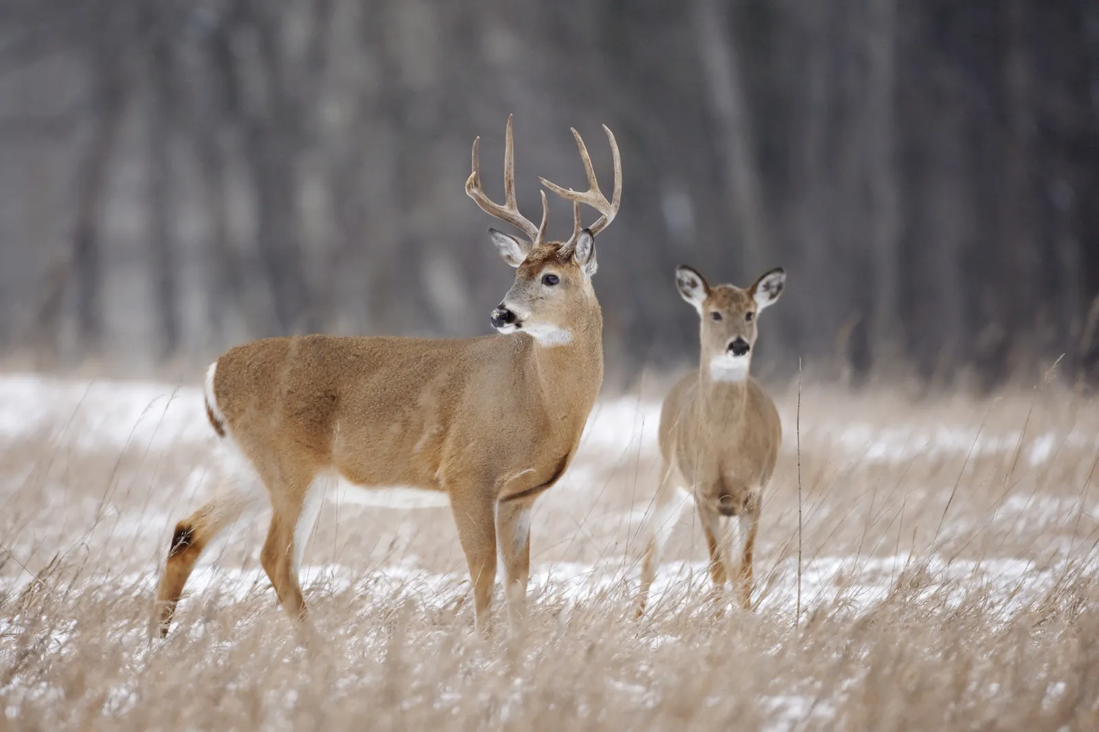 White-tailed Deer