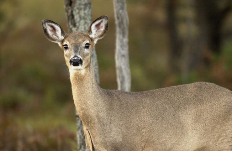 White-tailed deer