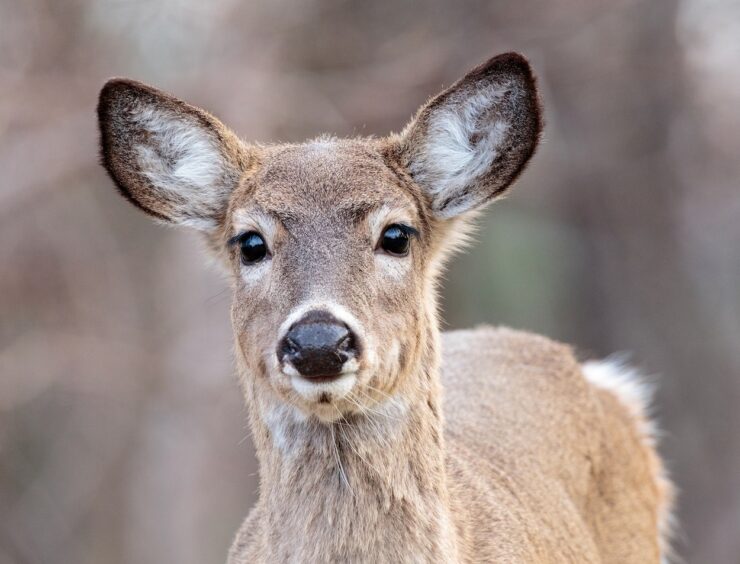 White-tailed deer - New Hampshire