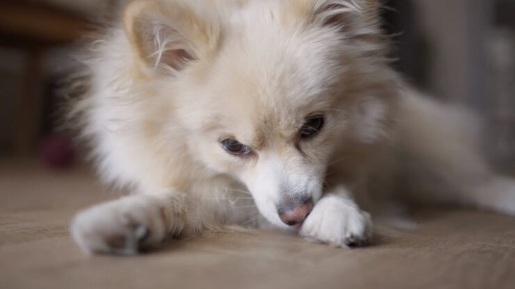 Why Does My Dog Keep Licking My New Puppy - Grooming