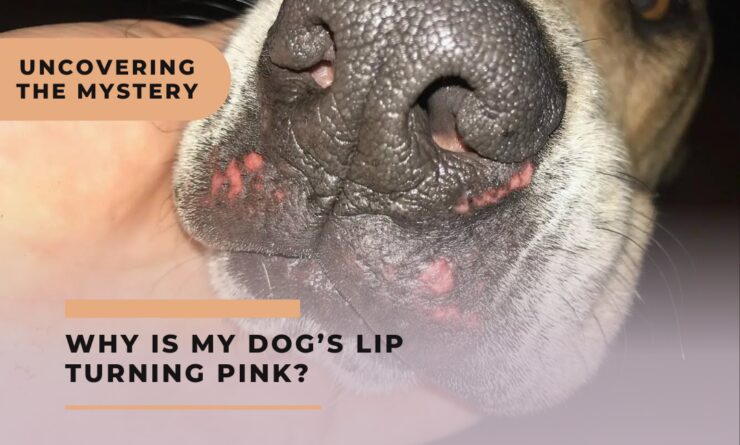 Why Is My Dog’s Lip Turning Pink