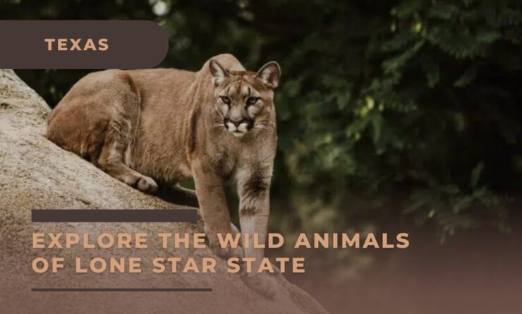 Wild Animals of Texas