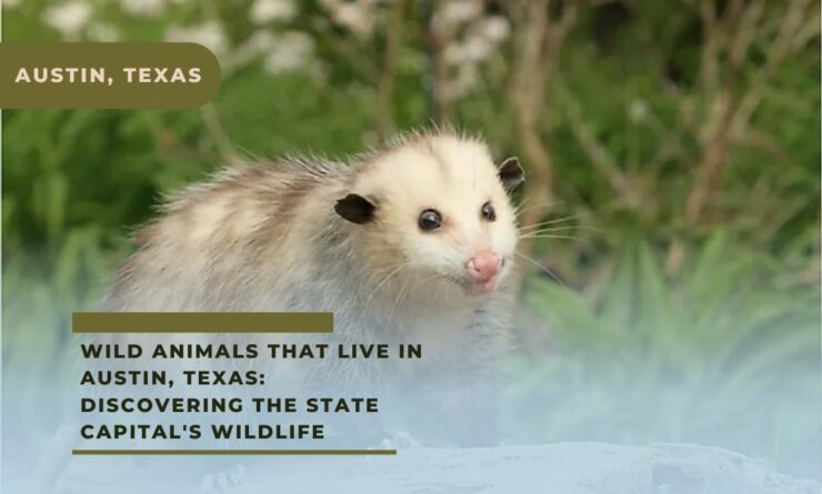 Wild Animals that Live in Austin, Texas: Discovering the State Capital's Wildlife