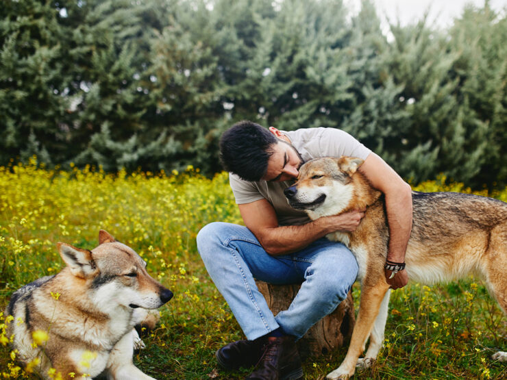 Wolves as pets