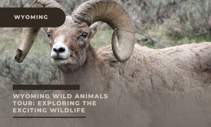 Wyoming Wild Animals