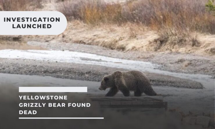 Yellowstone Grizzly Bear Found Dead